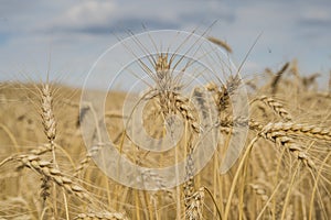 Wheat on the field