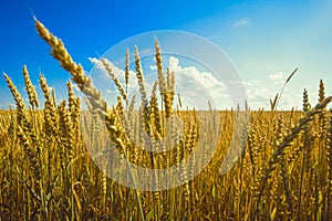 wheat field