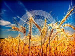 Wheat field