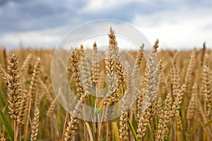 Wheat field