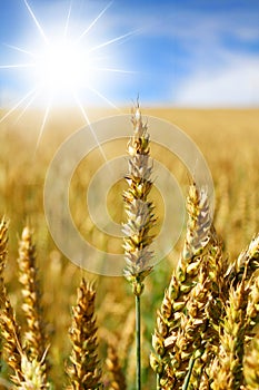 Wheat field