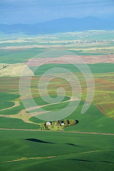 Wheat field