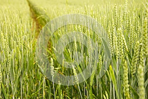 Wheat field