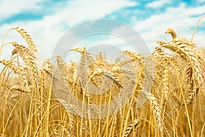 Wheat field