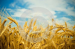 Pšenica 