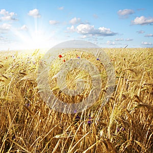 Wheat field