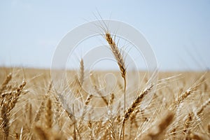 Wheat field