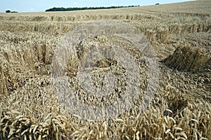 Wheat field