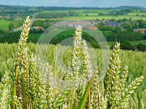 Wheat field