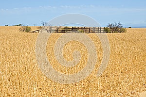 Wheat field