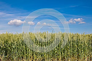 Wheat field