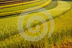 Wheat field