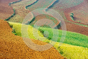 Wheat field