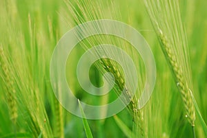 Wheat Field