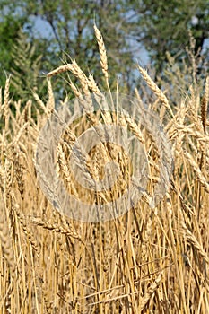 Wheat field