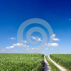 Wheat field