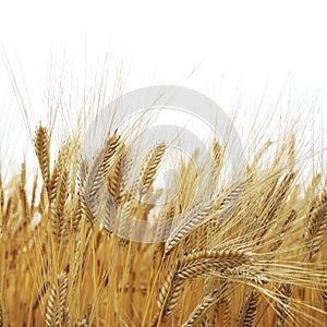 Wheat field