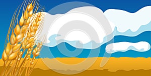 Pšenice 