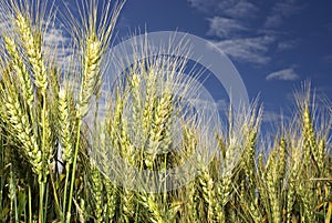 Wheat on the field