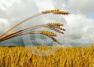 Wheat field.