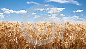 Wheat Field photo