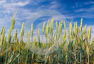 Wheat field