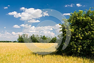 Wheat field