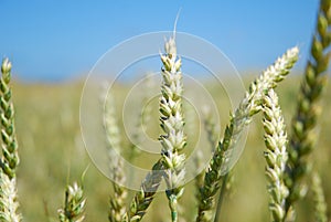 Wheat field