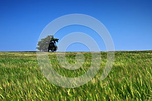 Wheat field