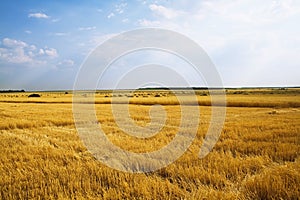 Wheat field