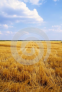 Wheat field