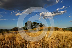 Wheat field