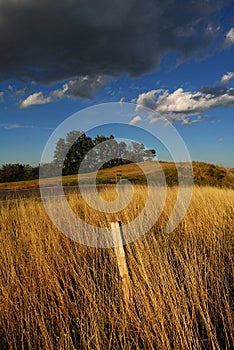 Wheat field