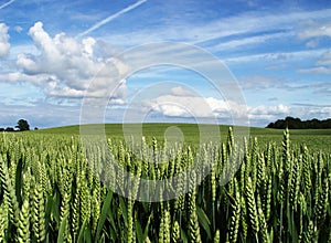 wheat field photo