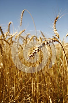 Wheat field 3