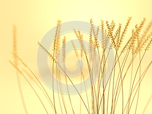 Wheat Field