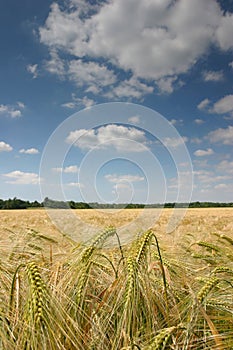 Wheat field
