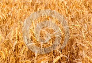 Wheat field