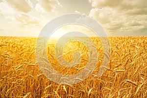 Wheat field