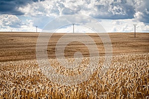 Wheat field