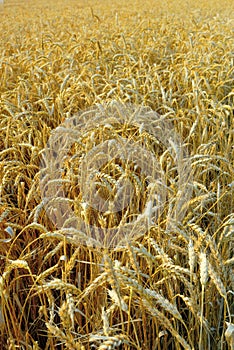 Wheat field