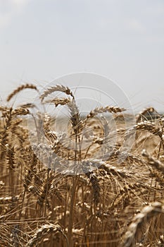 Wheat field