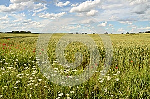 Wheat Field