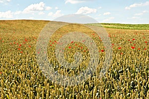 Wheat Field