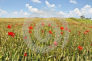 Wheat Field