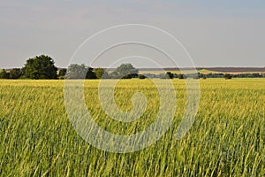 Wheat field