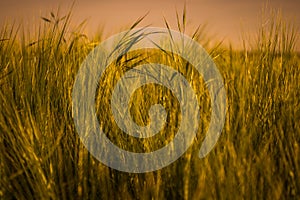 The wheat field