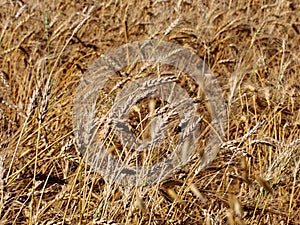 Wheat Field