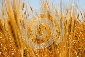 Wheat-field