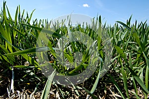 Wheat Field